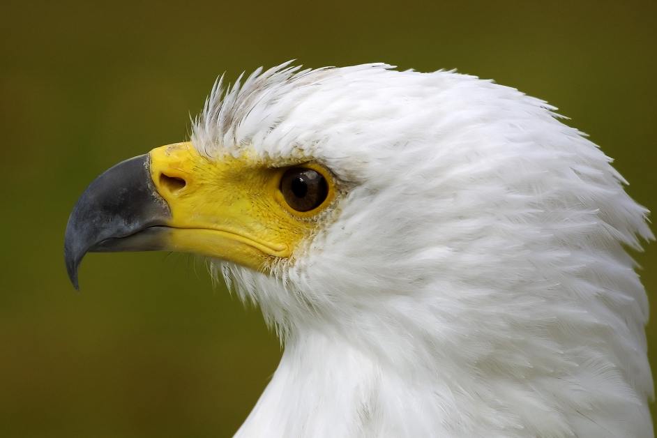 African Fish Eagle.jpg